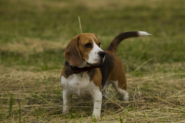 Beagle dogs.