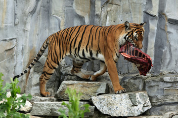 Malayan tiger (Panthera tigris jacksoni).