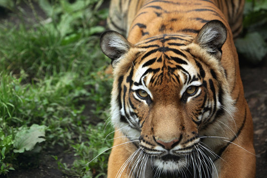 Fototapeta Malayan tiger (Panthera tigris jacksoni).