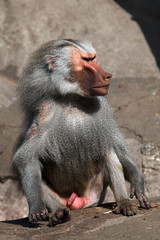 Fototapeta premium Hamadryas baboon (Papio hamadryas).