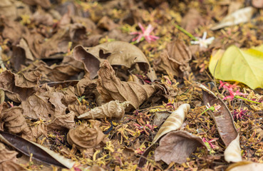 Autumn, dry leaves background (Small depth of sharpness)