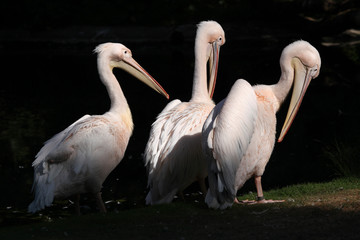 Obraz premium Great white pelican (Pelecanus onocrotalus).