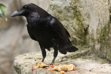 Obraz premium Common raven (Corvus corax).