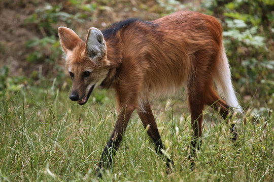 Fototapeta Maned wolf (Chrysocyon brachyurus).