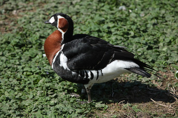 Red-breasted goose (Branta ruficollis).