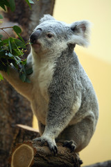 Obraz premium Koala (Phascolarctos cinereus) eating eucalyptus leaves..