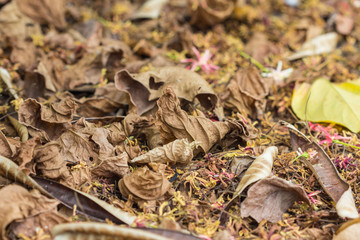 Autumn, dry leaves background (Small depth of sharpness)