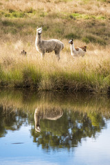 A group of alpacas in a field during the day in Queensland