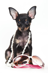 Pinscher puppy sitting with glasses and beads (isolated on white)