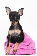 Pinscher puppy sitting and looking at the camera (isolated on white)