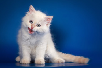White Siberian kitten sitting and meows on a blue background