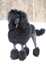 Royal black poodle dog standing and looking at the camera in winter