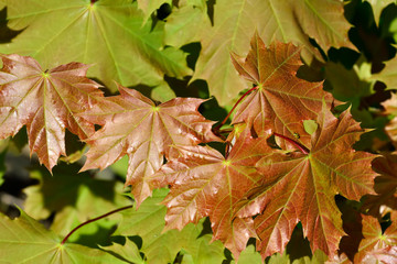 Young Maple leaves