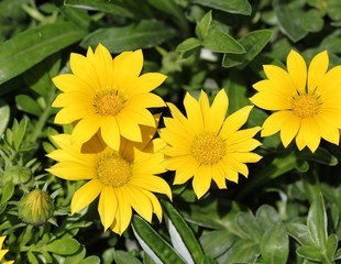 Жёлтая газания