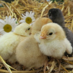 cute chicks