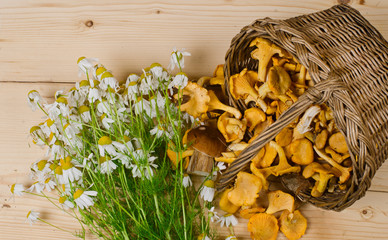 basket of mushrooms and bouquet of camomiles