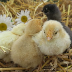 cute chicks