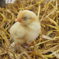 cute chicks