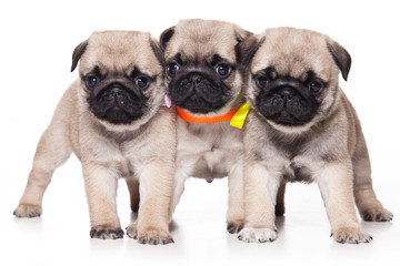 Three pug puppy standing and looking at the camera (isolated on white)