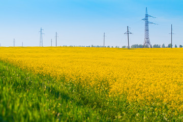 Field of canola and power transmission line