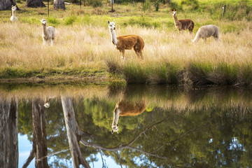 Naklejka na ściany i meble A group of alpacas in a field during the day in Queensland