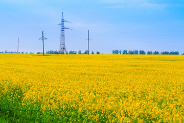 Field of canola with power transmission line