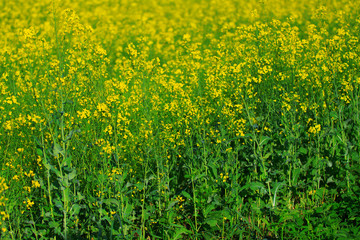 blooming yellow canola, closeup