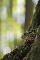 common toad bufo bufo 