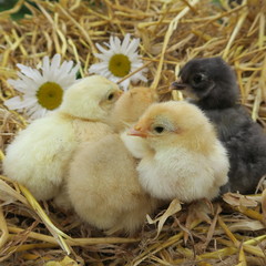 cute chicks