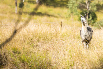 Obraz na płótnie Canvas Alpaca by itself in a field during the day in Queensland
