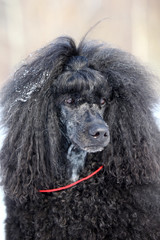 Portrait of a black poodle royal winter