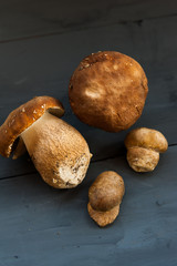 Boletus edulis