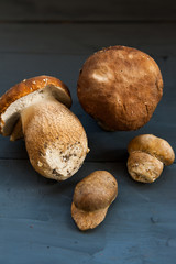 Boletus edulis