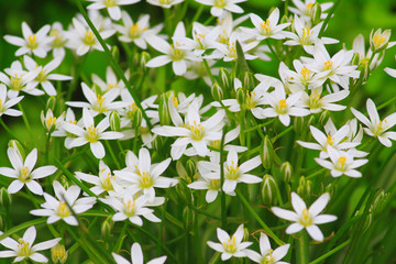 small delicate white spring flowers