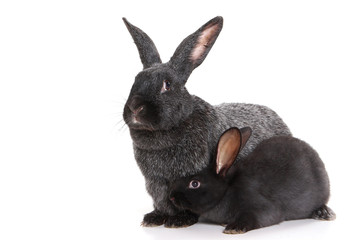 Fototapeta na wymiar Black and gray rabbit (isolated on white)