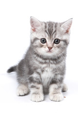 Fototapeta na wymiar Striped British kitten sitting and looking at the camera (isolated on white)