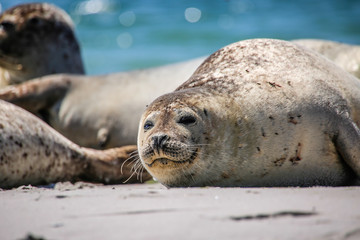 Kegelrobbe am Strand von Helgoland