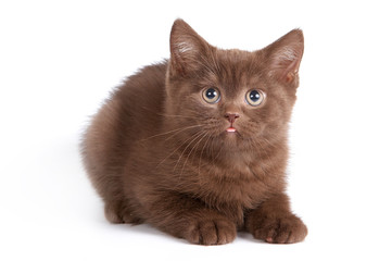 Fluffy brown kitten with tongue (isolated on white)