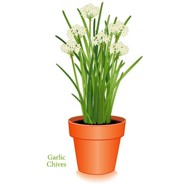 Garlic Chives Herb in clay flowerpot, white flowers, mild onion garlic flavor. Also called Chinese chives, wild garlic. Popular cooking ingredient in China, Korea, India, Philippines, Japan.  