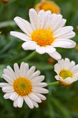 Obraz na płótnie Canvas White daisies meadow.