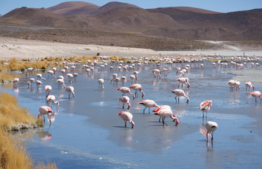 Fototapeta premium Pink flamingos in wild nature of Bolivia, Lagoon Hedionda, Atacama desert, South America