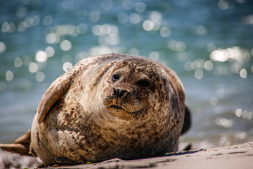 Kegelrobbe am Strand von Helgoland
