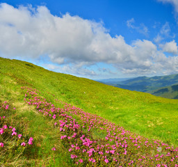 Mountain meadow with wild flowers