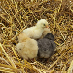 cute chicks