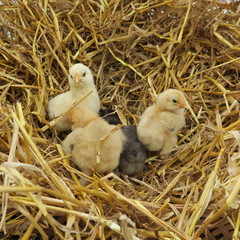 cute chicks