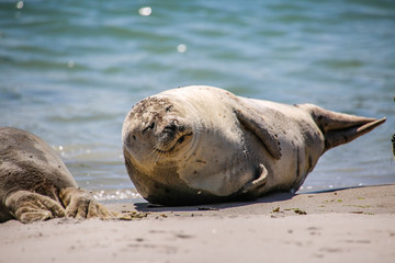 Fototapeta premium Kegelrobbe am Strand von Helgoland