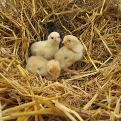 cute chicks