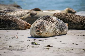 Kegelrobbe am Strand von Helgoland
