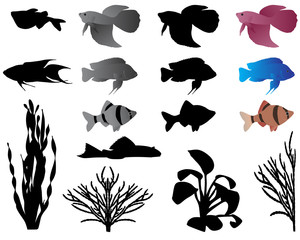 Fishes and algae for aquarium, silhouettes and color images