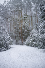 Road covered with snow in eucalyptus forest in Australia